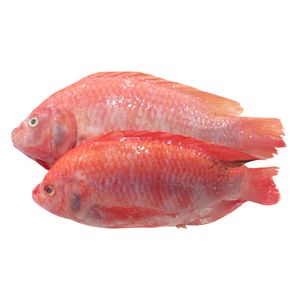 Mojarra roja x 500 g