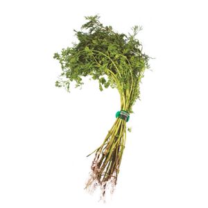 Cilantro Kosher x 100 gr